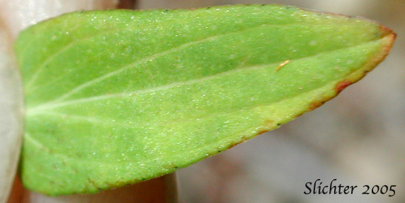 Stem leaf of Common St. Johnswort, Common St. John's-wort, Klamathweed, Klamath Weed: Hypericum perforatum (Synonym: Hypericum perforatum ssp. perforatum)