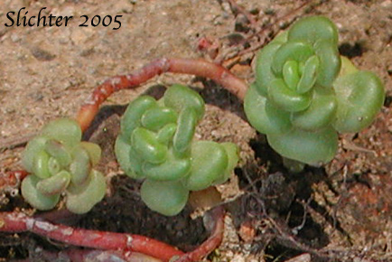 Basal leaf rosettes of Oregon Stonecrop: Sedum oreganum (Synonyms: Gormania oregana, Sedum oreganum ssp. oreganum, Sedum oreganum ssp. tenue)