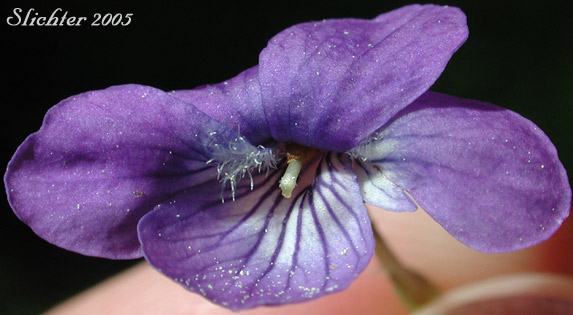 Blue Violet: Viola adunca var. adunca
