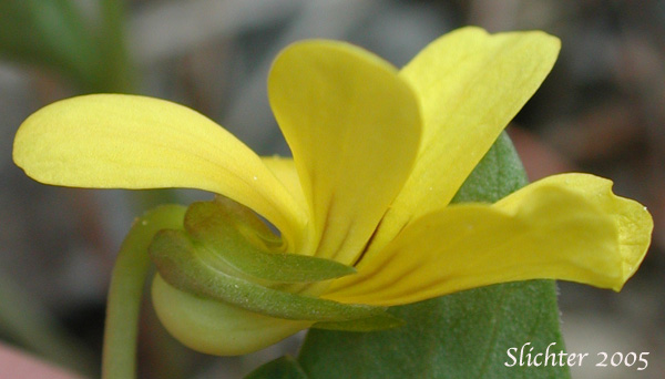 Close-up sideview of a flower of Baker's Violet, Yellow Prairie Violet: Viola bakeri (Synonyms: Viola bakeri ssp. grandis, Viola bakeri ssp. shastensis, Viola nuttallii, Viola nuttallii var. bakeri)