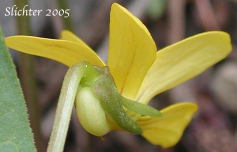 Close-up view of the back of the flower petals of Baker Violet, Baker's Violet, Yellow Prairie Violet: Viola nuttallii var. bakeri (Synonym: Viola bakeri)