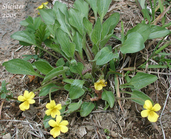 Baker Violet, Baker's Violet, Yellow Prairie Violet: Viola nuttallii var. bakeri (Synonym: Viola bakeri)