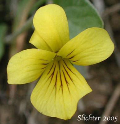 Close-up frontal view of a flower of Baker's Violet, Yellow Prairie Violet: Viola bakeri (Synonyms: Viola bakeri ssp. grandis, Viola bakeri ssp. shastensis, Viola nuttallii, Viola nuttallii var. bakeri)
