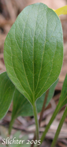 Leaf of Baker's Violet, Yellow Prairie Violet: Viola bakeri (Synonyms: Viola bakeri ssp. grandis, Viola bakeri ssp. shastensis, Viola nuttallii, Viola nuttallii var. bakeri)