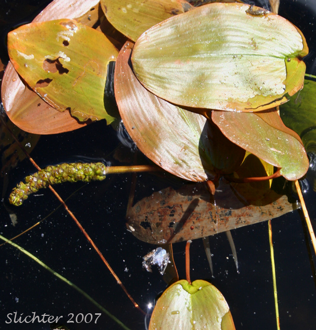 Floating-leaved Pondweed, Floating Pondweed: Potamogeton natans