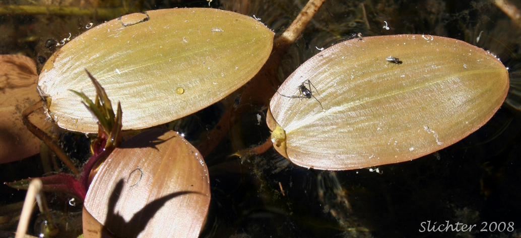 Floating-leaved Pondweed, Floating Pondweed: Potamogeton natans