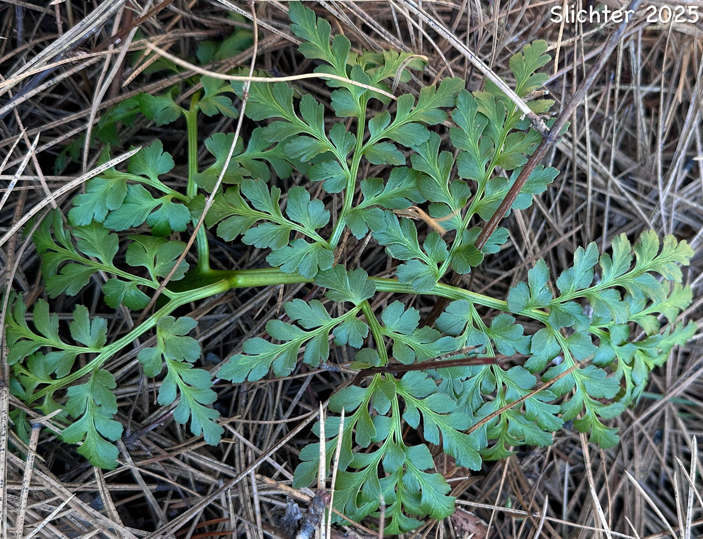Non-fertile frond of Leather Grapefern, Leather Grape-fern, Leathery Grapefern: Sceptridium multifidum (Synonyms: Botrychium californicum, Botrychium coulteri, Botrychium multifidum, Botrychium multifidum ssp. silaifolium, Botrychium silaifolium, Osmunda multifida)