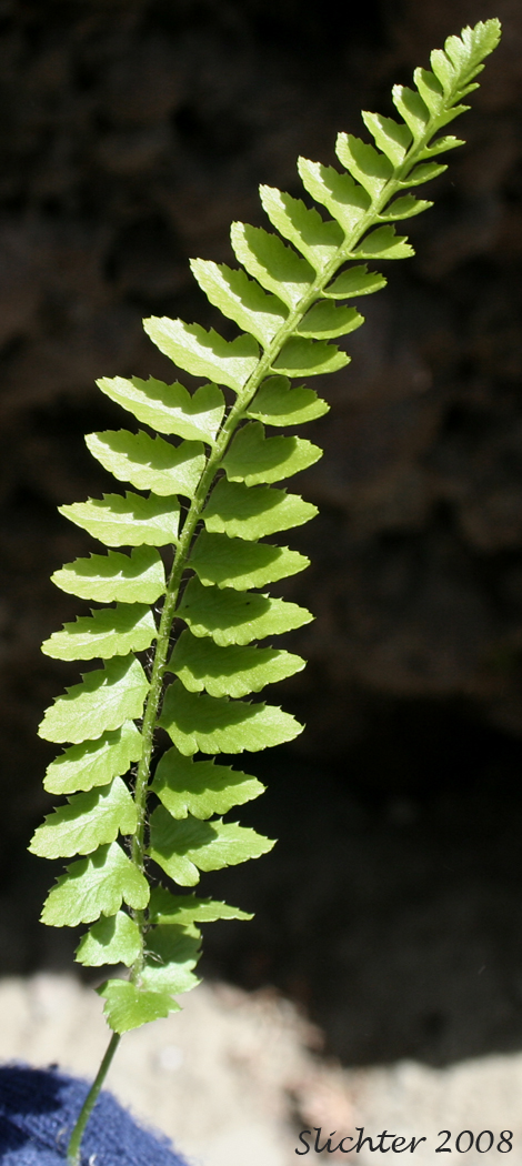 Frond of Narrow-leaved Sword-fern, Imbricate Sword Fern: Polystichum imbricans ssp. imbricans (Synonym: Polystichum munitum var. imbricans)
