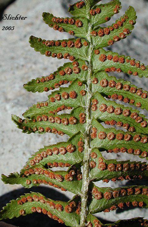 Ventral frond surface of Narrow-leaved Sword-fern, Imbricate Sword Fern: Polystichum imbricans ssp. imbricans (Synonym: Polystichum munitum var. imbricans)