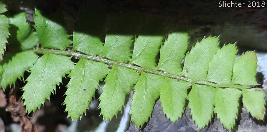 Holly Fern, Mountain Hollyfern, Mountain Holly Fern, Northern Holly-fern, Northern Holly Fern: Polystichum lonchitis (Synonym: Polypodium lonchitis)