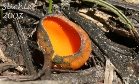Blue-staining Cup: Caloscypha fulgens
