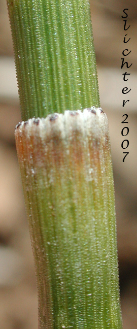 Smooth Horsetail, Smooth Scouring Rush: Equisetum laevigatum (Synonyms: Equisetum funstonii, Equisetum kansanum, Equisetum laevigatum ssp. funstonii, Hippochaete laevigata)