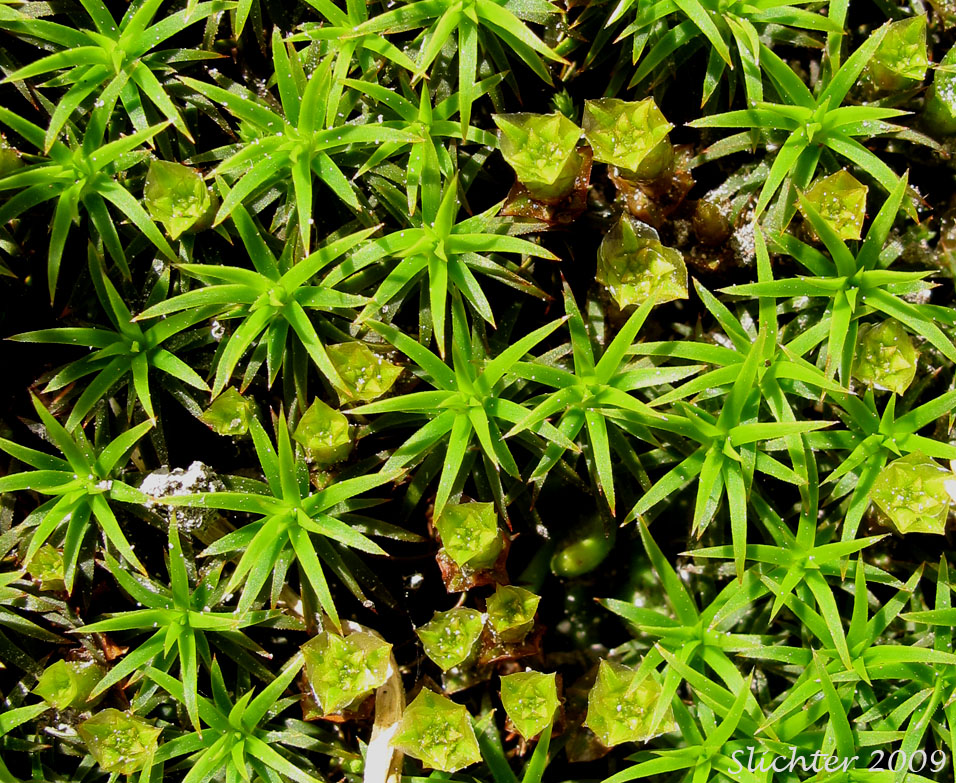 Beautiful Hair-moss, Polytrichum Moss: Polytrichum formosum (Synonyms:  Polytrichastrum formosum, Polytrichum attenuatum)