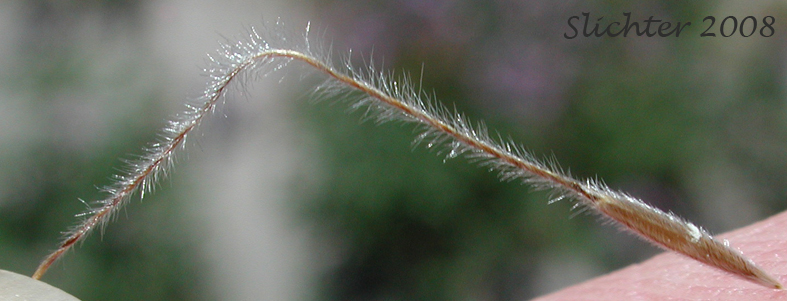 Close-up of the pubescent lemma and awn of Common Western Needlegrass, Western Needlegrass: Achnatherum occidentale ssp. pubescens (Synonyms: Eriocoma occidentalis ssp. pubescens, Stipa elmeri, Stipa occidentalis var. pubescens)