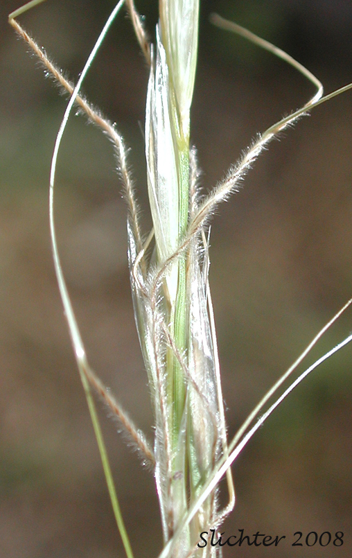 Inflorescence of Common Western Needlegrass, Hairy Needlegrass, Pubescent Western Needlegrass: Achnatherum occidentale ssp. pubescens (Synonyms: Stipa elmeri, Stipa occidentalis var. pubescens)