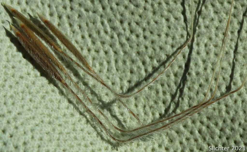 Common Western Needlegrass, Hairy Needlegrass, Pubescent Western Needlegrass, Western Needlegrass: Achnatherum occidentale ssp. pubescens (Synonyms: Stipa elmeri, Stipa occidentalis var. pubescens)