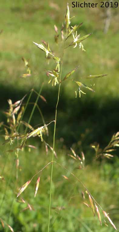 Inflorescence of Green Fescue, Green-leaf Fescue, Mountain Bunchgrass: Festuca viridula (Synonym: Festuca howellii)