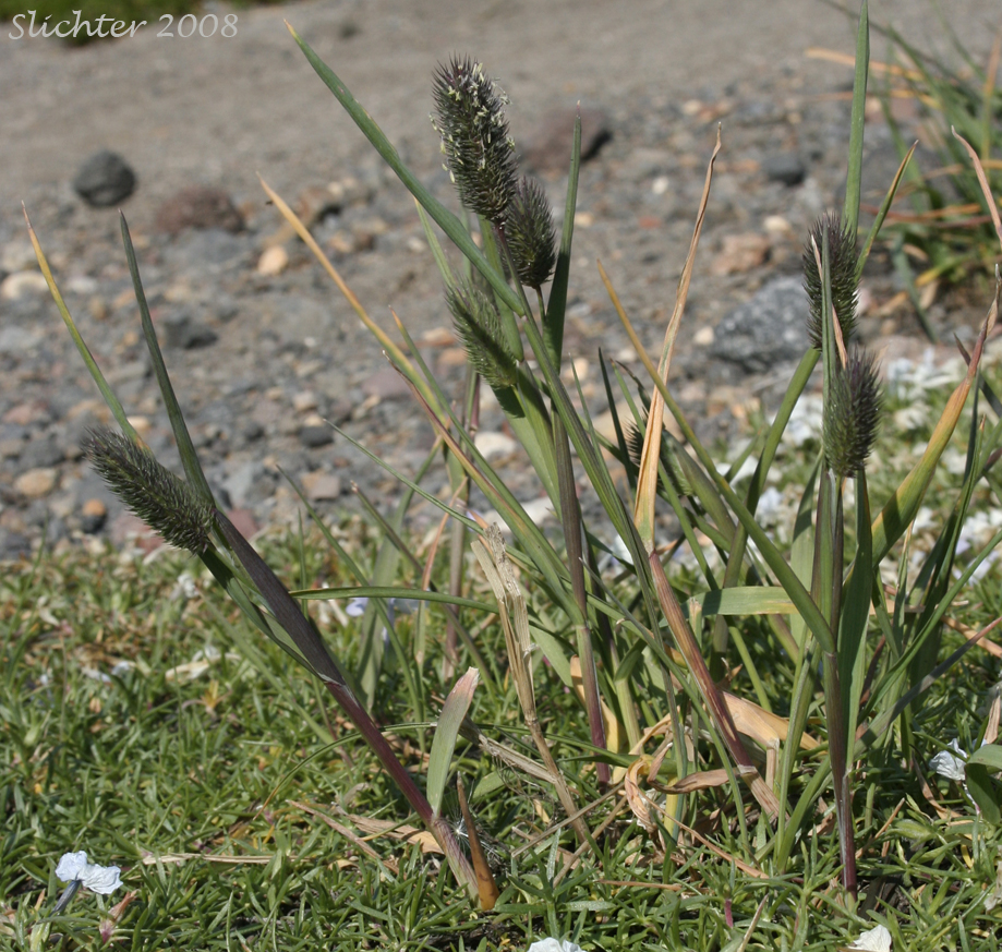 Alpine Timothy, Mountain Timothy: Phleum alpinum (Synonyms: Phleum alpinum var. commutatum, Phleum alpinum ssp. alpinum, Phleum commutatum, Phleum commutatum var. americanum)