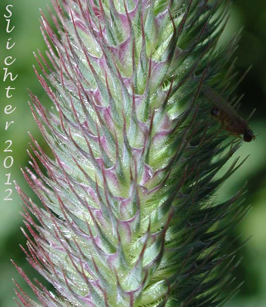 Close-up of the inflorescence of Alpine Timothy, Mountain Timothy: Phleum alpinum (Synonyms: Phleum alpinum var. commutatum, Phleum alpinum ssp. alpinum, Phleum commutatum, Phleum commutatum var. americanum)