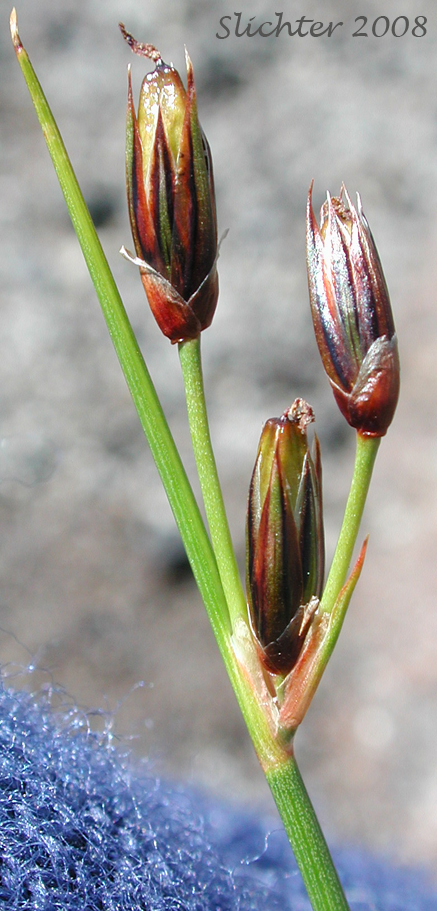 A close-up image of the inflorescence of Drummond's Rush: Juncus drummondii