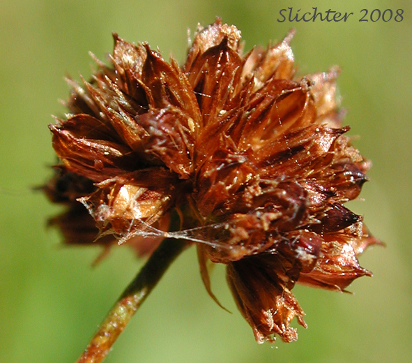 Flower head of Swordleaf Rush, Dagger-leaved Rush: Juncus ensifolius (Synonyms: Juncus ensifolius var. ensifolius, Juncus saximontanus var. saximontanus, Juncus tracyi, Juncus xiphioides, Juncus xiphioides var. triandrus)