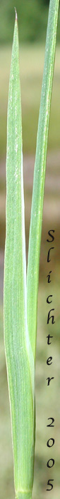 Stem leaf of Dagger-leaf Rush, Dagger-leaved Rush, Swordleaf Rush, Sword-leaf Rush, Three-stamened Rush: Juncus ensifolius (Synonyms: Juncus ensifolius var. ensifolius, Juncus saximontanus var. saximontanus, Juncus tracyi, Juncus xiphioides, Juncus xiphioides var. triandrus)