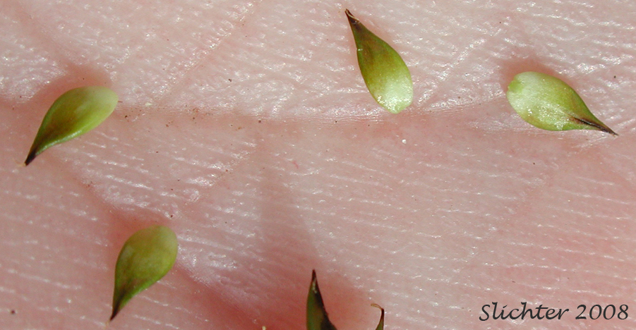 Perigynia of Sheep Sedge, Small-head Sedge: Carex illota