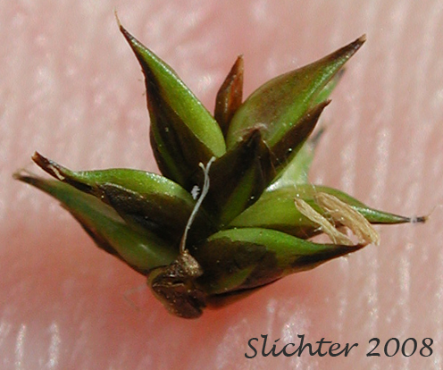 Spikelet of Sheep Sedge, Small-head Sedge: Carex illota