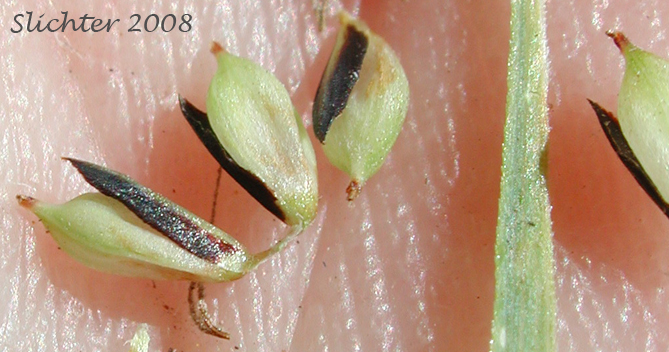 Perigynia of Kellogg's Sedge, Lakeshore Sedge: Carex kelloggii var. kelloggii (Synonyms: Carex lenticularis var. lipocarpa, Carex lenticularis var. lenticularis, Carex lenticularis var. pallida)