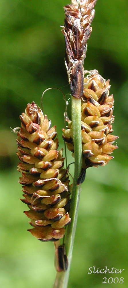 Female spikes of Raynold's Sedge: Carex raynoldsii (Synonym: Carex lyallii)