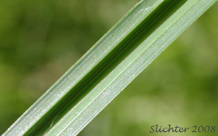 Leaf blade of Raynold's Sedge: Carex raynoldsii (Synonym: Carex lyallii)