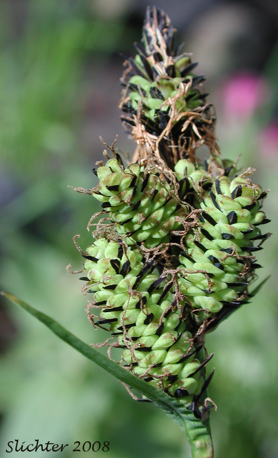 Inflorescence of Raynold's Sedge: Carex raynoldsii (Synonym: Carex lyallii)
