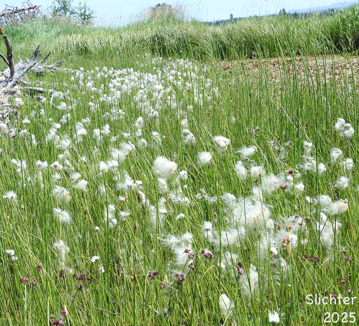 Slender Cottongrass: Eriophorum gracile (Synonyms: Eriophorum gracile var. caurianum, Eriophorum gracile var. gracile)