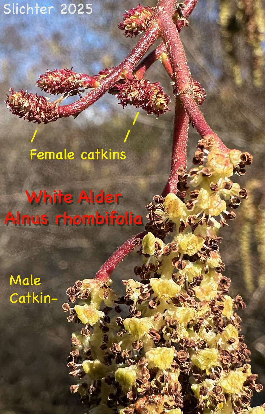 Blooming male and female catkins of White Alder, California Alder: Alnus rhombifolia (Synonym: Alnus rhombifolia var. bernardina)