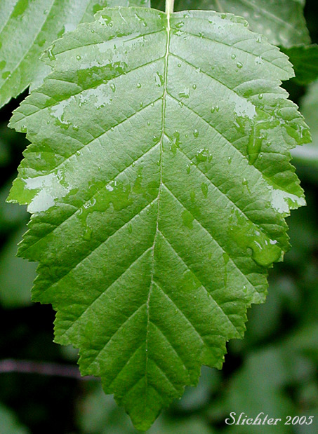 Dorsal leaf surface of Oregon Alder, Red Alder: Alnus rubra (Synonyms: Alnus oregona, Alnus oregona var. oregona, Alnus oregona var. pinnatisecta, Alnus rubra var. pinnatisecta)