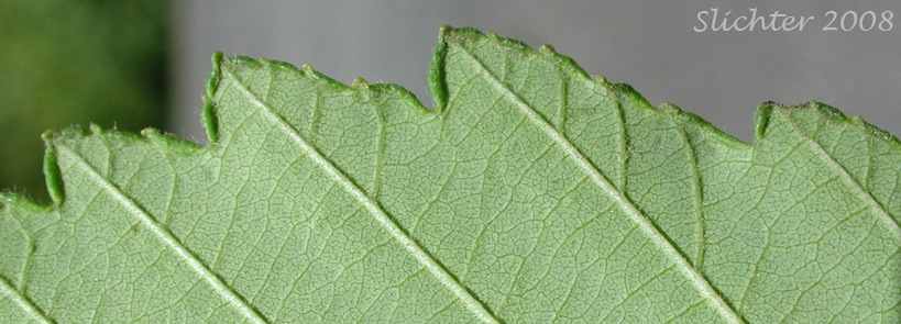 In-rolled leaf margin along the outer edge of the ventral leaf surface of Oregon Alder, Red Alder: Alnus rubra (Synonyms: Alnus oregona, Alnus oregona var. oregona, Alnus oregona var. pinnatisecta, Alnus rubra var. pinnatisecta)