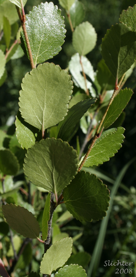 Dwarf Birch, Bog Birch, Resin Birch, Scrub Birch, Swamp Birch: Betula glandulosa (Synonyms: B. glandulosa var. glandulosa, Betula terrae-novae)
