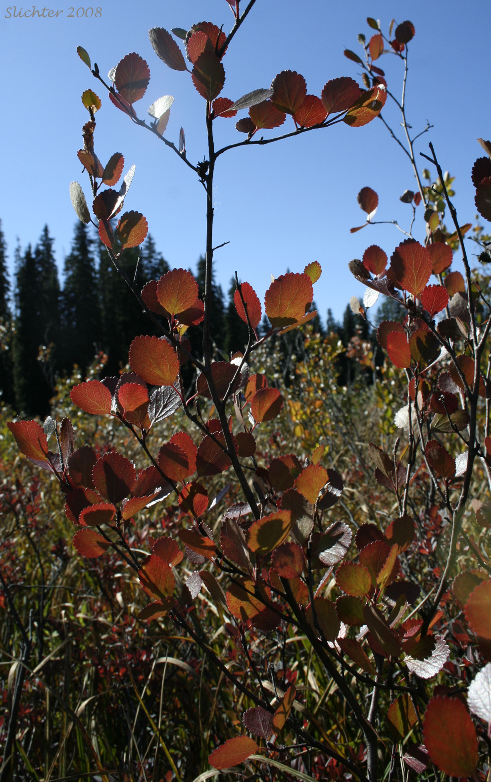 Fall foliage of Dwarf Birch, Bog Birch, Resin Birch, Scrub Birch, Swamp Birch: Betula glandulosa (Synonyms: B. glandulosa var. glandulosa, Betula terrae-novae)