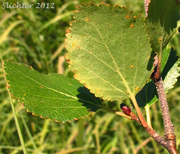 Leaves of Dwarf Birch, Bog Birch, Resin Birch, Scrub Birch, Swamp Birch: Betula glandulosa (Synonyms: B. glandulosa var. glandulosa, Betula terrae-novae)