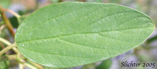 Upper leaf surface of Deerbrush: Ceanothus integerrimus (Synonyms: Ceanothus andersonii, Ceanothus californicus)