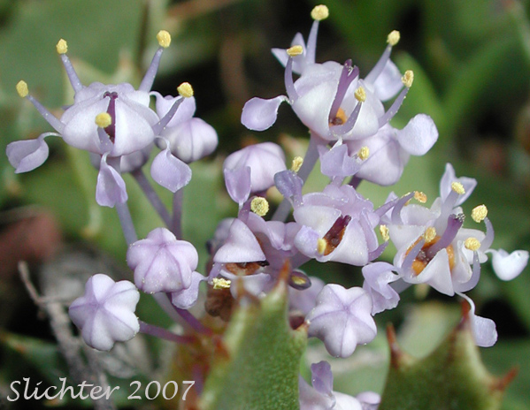 Flowers of Mahala Mat: Ceanothus prostratus