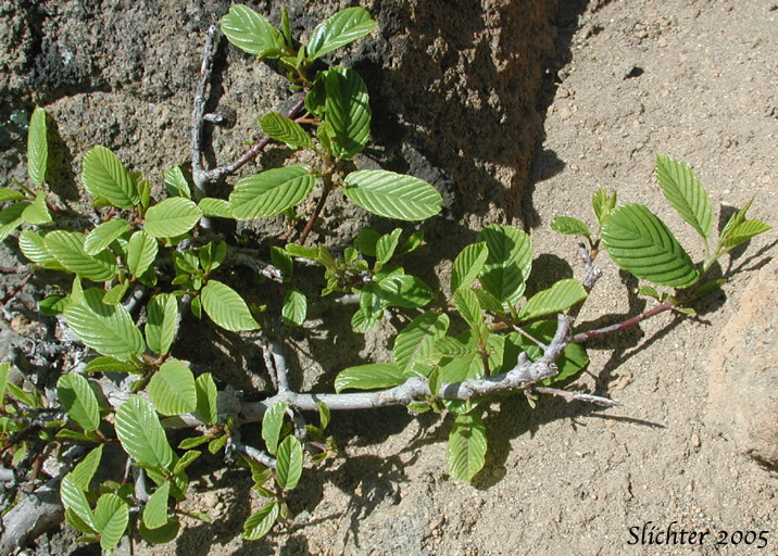 Cascara, Chittam Bark: Rhamnus purshiana (Synonyms: Frangula purshiana, Frangula purshiana ssp. annonifolia,  Frangula purshiana ssp. purshiana)