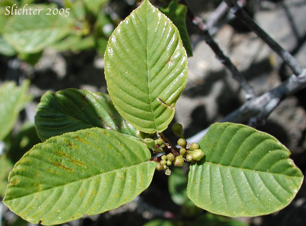 Cascara, Chittam Bark: Rhamnus purshiana (Synonyms: Frangula purshiana, Frangula purshiana ssp. annonifolia,  Frangula purshiana ssp. purshiana)