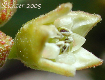 Close-up of a flower of Buckthorn, Cascara, Cascara Buckthorn, Chittam, False Buckthorn: Rhamnus purshiana (Synonym: Frangula purshiana, Frangula purshiana ssp. annonifolia, Frangula purshiana ssp. purshiana)