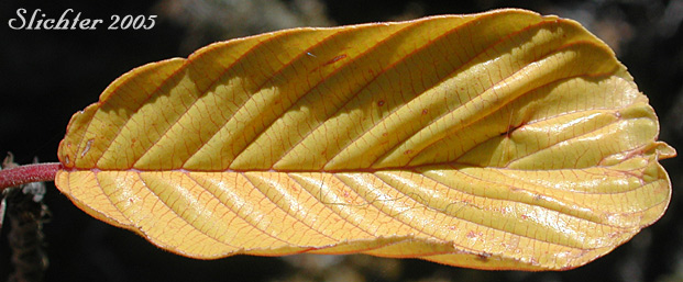 Leaf of Cascara, Chittam Bark: Rhamnus purshiana (Synonyms: Frangula purshiana, Frangula purshiana ssp. annonifolia,  Frangula purshiana ssp. purshiana)