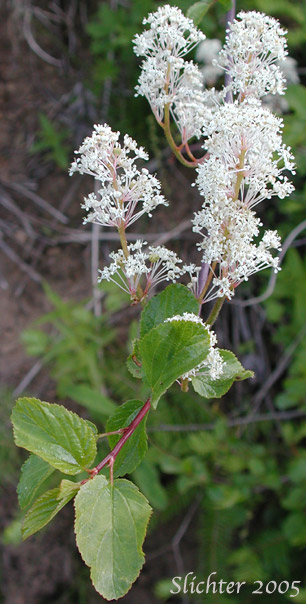 Buck Brush, Redstem Ceanothus, Oregon Tea-tree: Ceanothus sanguineus