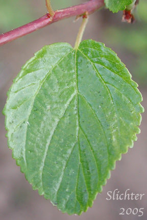 Leaf of Buck Brush, Redstem Ceanothus, Oregon Tea-tree: Ceanothus sanguineus