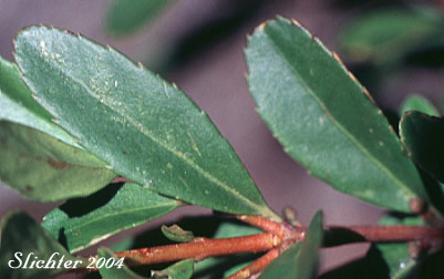 Leaves of Oregon Boxleaf, Oregon Boxwood: Paxistima myrsinites (Synonyms: Ilex myrsinites, Myginda myrtifolia, Oreophila myrtifolia, Pachistima myrsinites, Paxistima myrsinites ssp. mexicana)