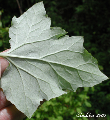 Lower leaf surface of Pathfinder, Trailplant: Adenocaulon bicolor