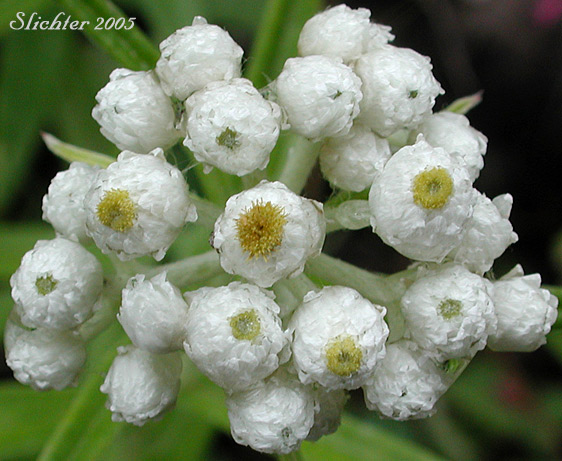 Inflorescence of Pearly-everlasting, Western Pearly Everlasting: Anaphalis margaritacea (Synonyms: Anaphalis margaritacea var. margaritacea, Anaphalis margaritacea var. occidentalis, Anaphalis margaritacea var. subalpina, Gnaphalium margaritaceum)